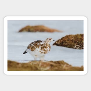 Ptarmigan Sticker